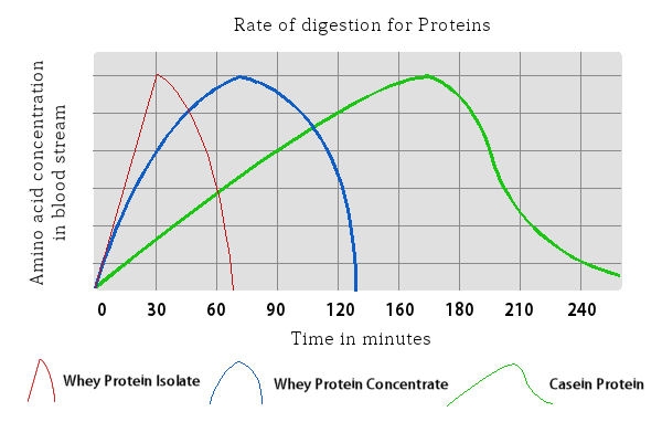 4 Different Types Of Protein Powder And Their Rate Of Digestion