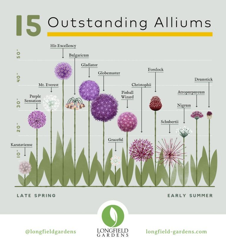 Allium Bloom Time Chart