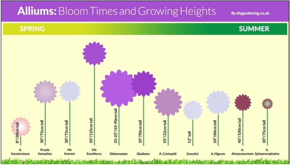 Allium Bloom Times See When Allium Bulbs Flower InfoGraphic 