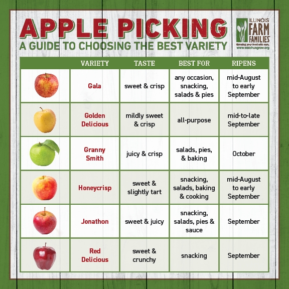 An Apple A Day Varieties Uses Peak Apple Picking Times