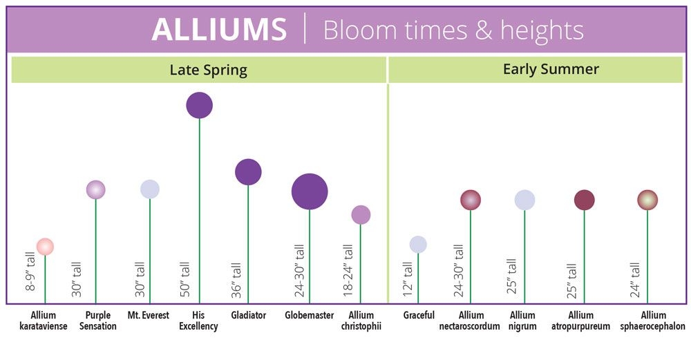 Bloom Time Chart For Allium Bulbs Artofit