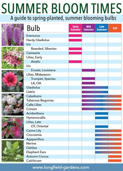 Bloom Time Chart For Spring And Summer Bulbs Gardening Tips