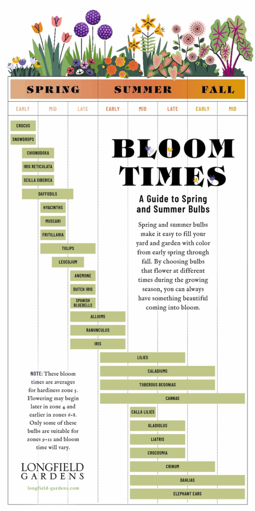 Bloom Time Planning Guide For Spring And Summer Flower Bulbs Flower 