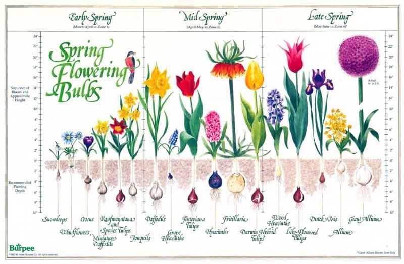 Bulb Chart Garden Bulbs Bulbs Garden Design Spring Flowering Bulbs