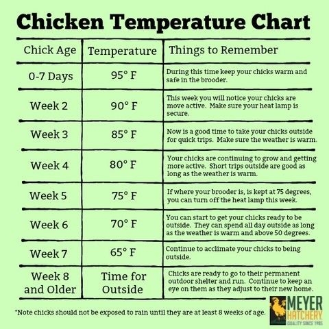 Chicken Temperature Chart Poulets D 39 levage Poulets Poule