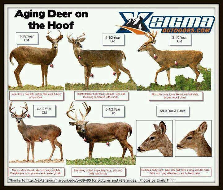 Deer Feed Times Georgia Ing