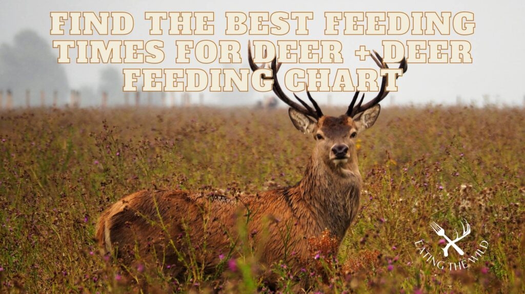 Deer Feeding Times Eatingthewild