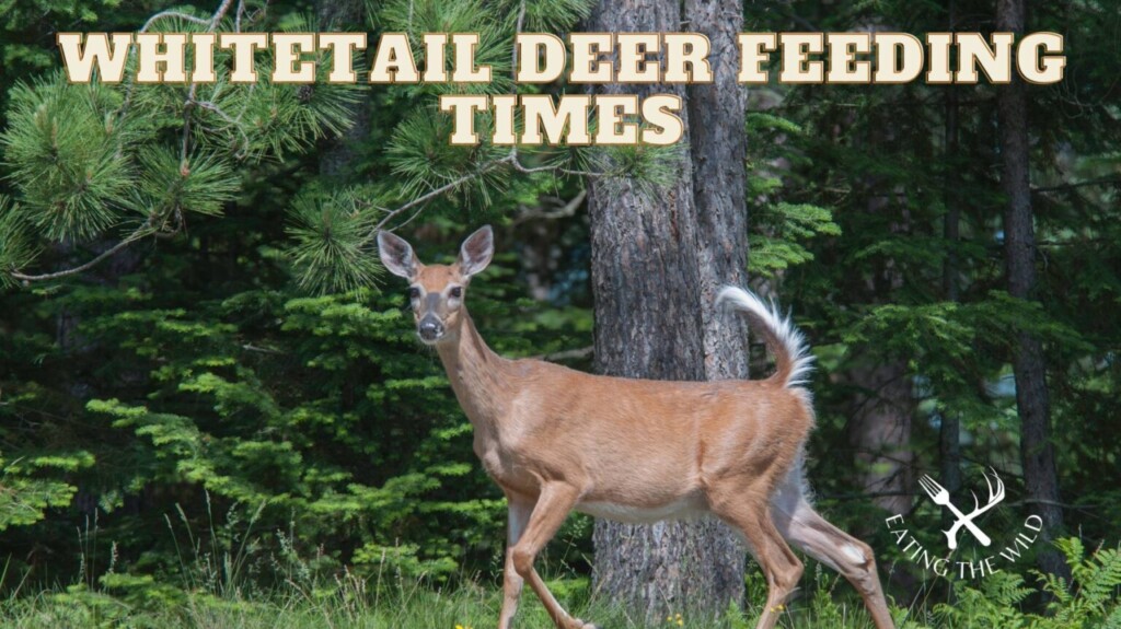 Deer Feeding Times Eatingthewild