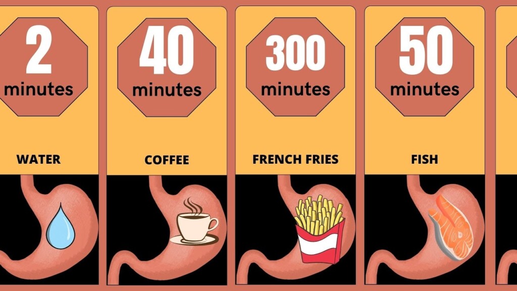 Digestion Time Discover How Long Your Favorite Food Stays In Your 