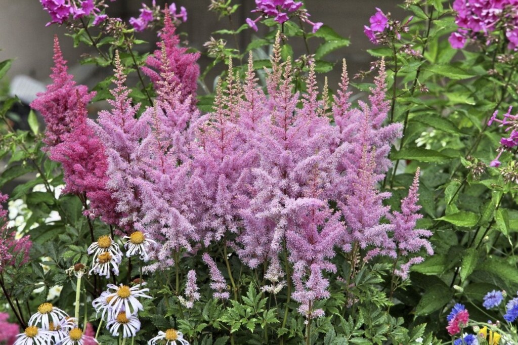 Does Astilbe Bloom All Summer Learn About Astilbe Plant Bloom Time 