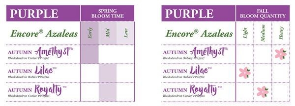 Encore Azalea Bloom Charts A Bloom Guide Encore Azalea