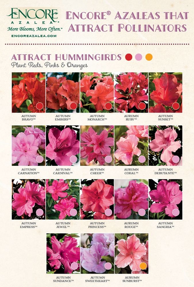 Encore Azalea Color Chart