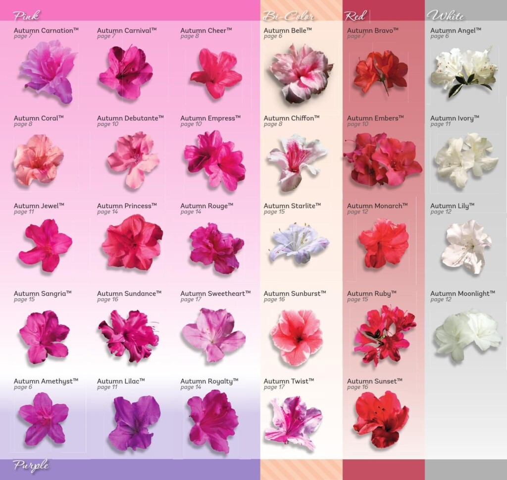 Encore Azaleas Multi Seasonal Bloom Cycle 30 Varieties Sun Tolerant 