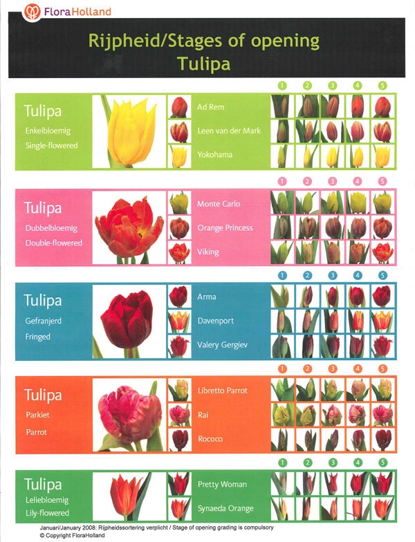Get Creative With DIY Flowers BridalGuide