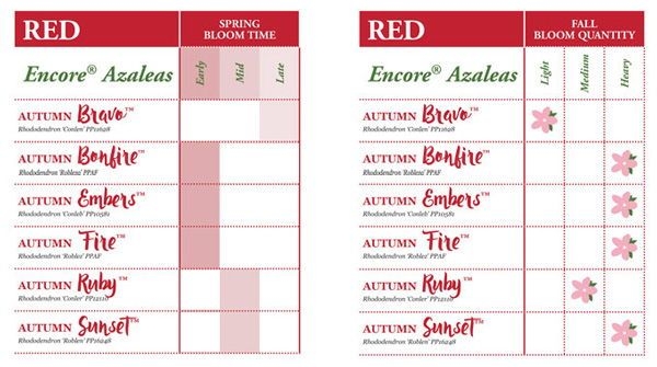 Get Your Garden Started Encore Azalea Bloom Charts Encore Azalea 