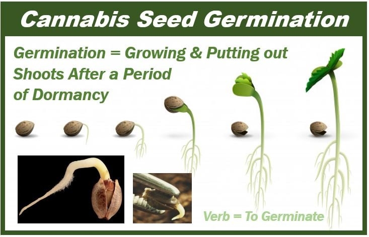 Growing Marijuana Indoors Seed Germination Apricot Kush 10 Seeds Non