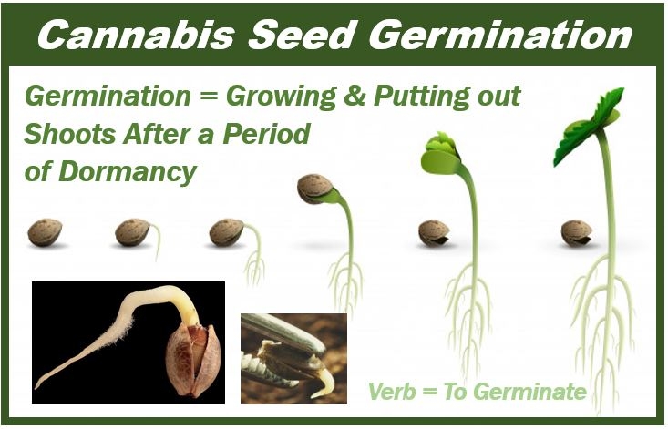 Growing Marijuana Indoors Seed Germination Apricot Kush 10 Seeds Non
