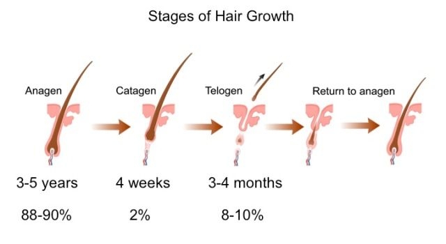 Hair Growth Cycle Explained NY Hair Loss