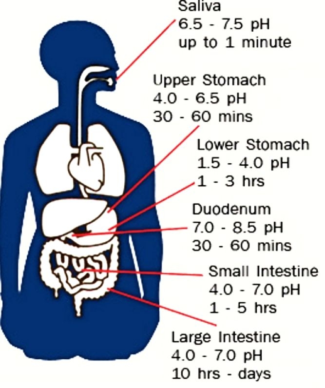 How Long Does It Take To Digest Food And Absorb Nutrients 