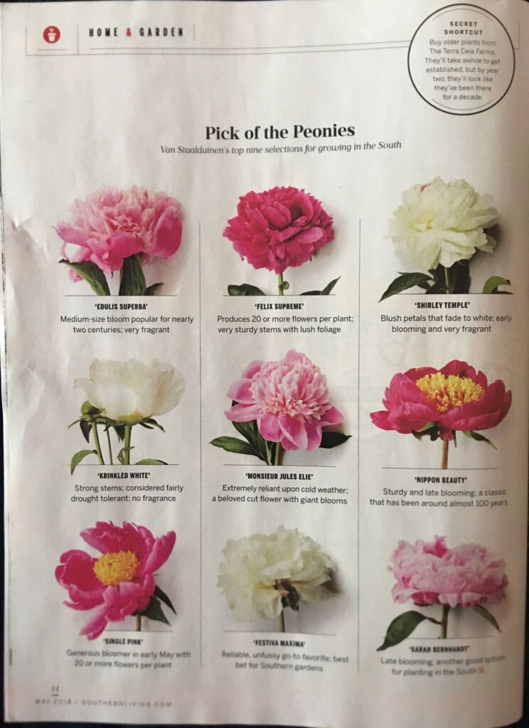 How To Grow Peonies Your Complete Guide Artofit