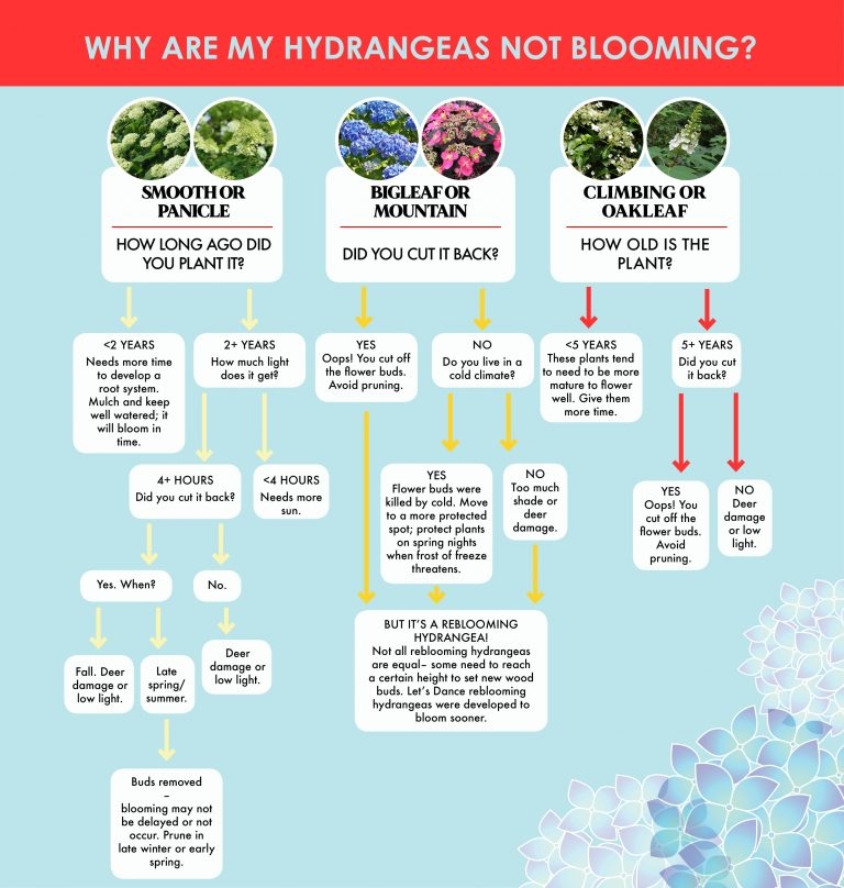 Hydrangeas 101 Graf Growers