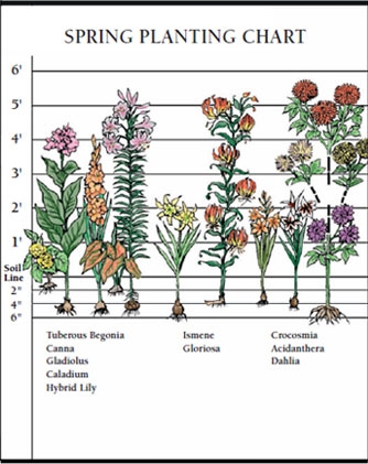 Learn When To Plant Bulbs Bloom Time K Van Bourgondien