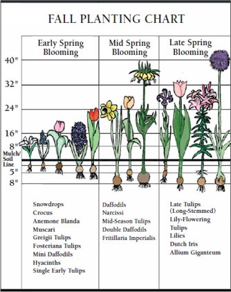 Learn When To Plant Bulbs Bloom Time K Van Bourgondien