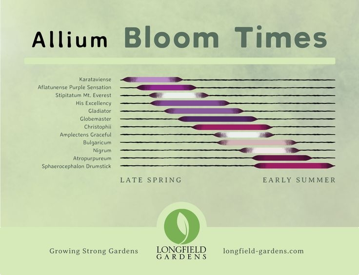 Our New Planning Guide For Alliums Makes It Easy To See Relative Bloom 