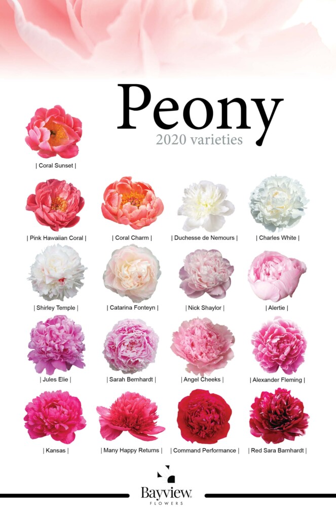 Peony Make Me Bloom