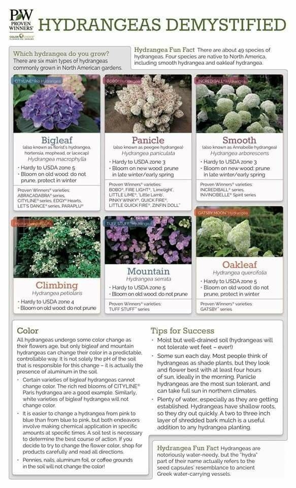 Pin On Garden Calendar Growing Hydrangeas Hydrangea Garden Smooth 