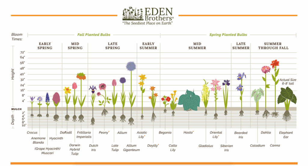 Plant Now Bloom Later How To Grow Perennials Like Dahlias Irises 