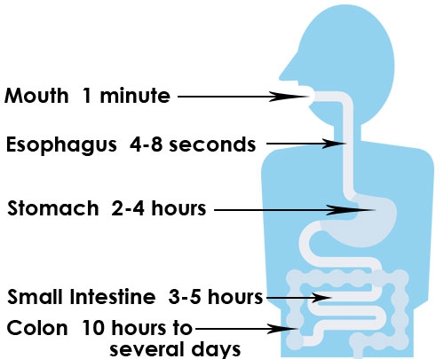 The Digestive System