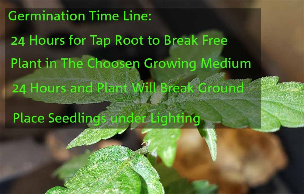The Ultimate Guide To Cannabis Seed Germination