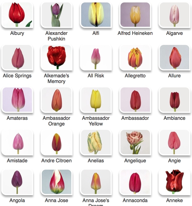 Tulip Bloom Time Chart