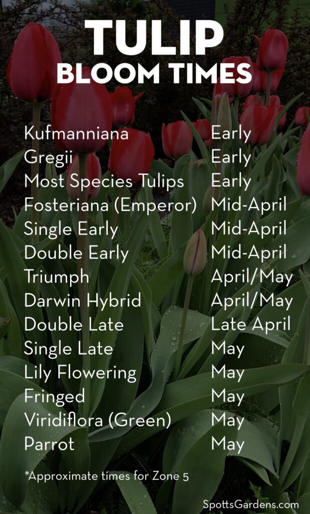 Tulip Bloom Times For Zone 5 Planting Bulbs Spring Garden Lily Flower