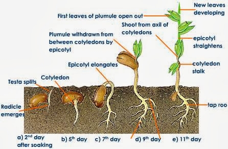 Weed Seed Germination Time Chart