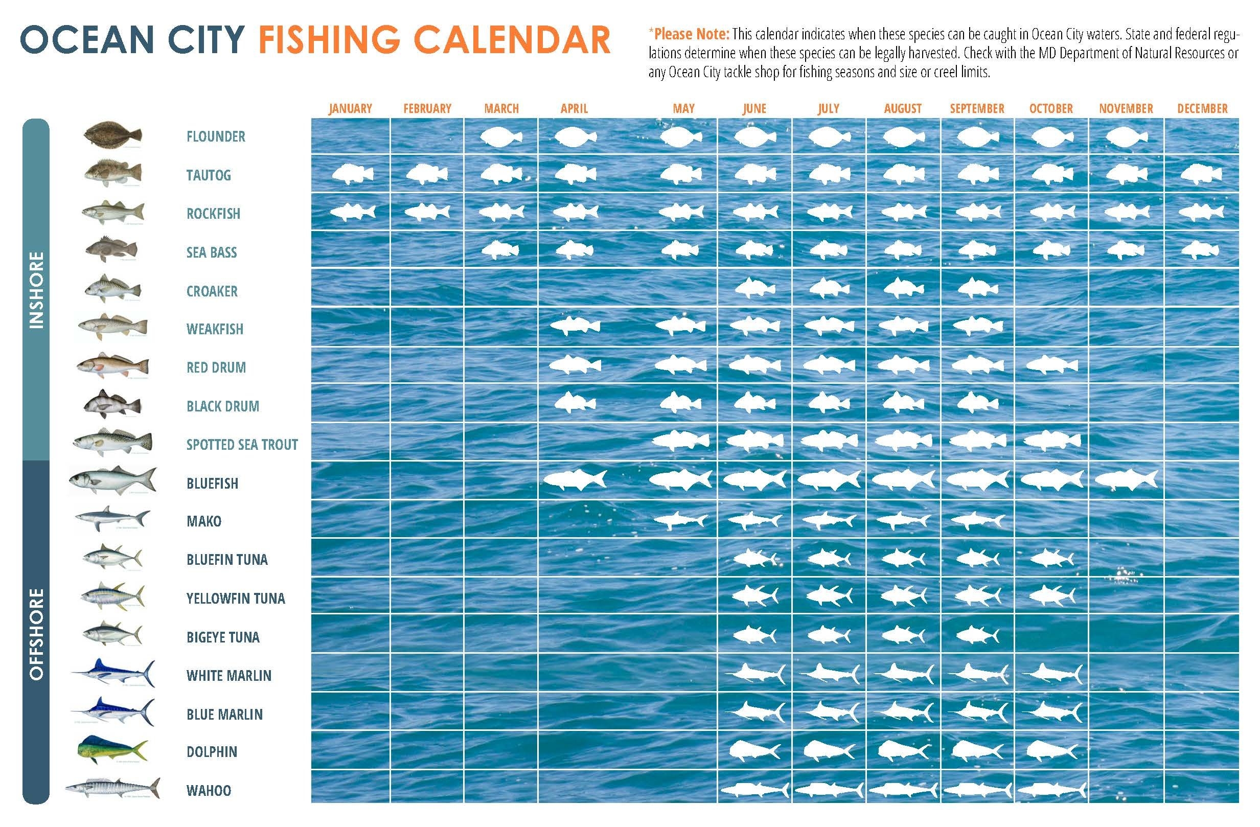 What Fish To Catch When To Catch Them In OCean City MD