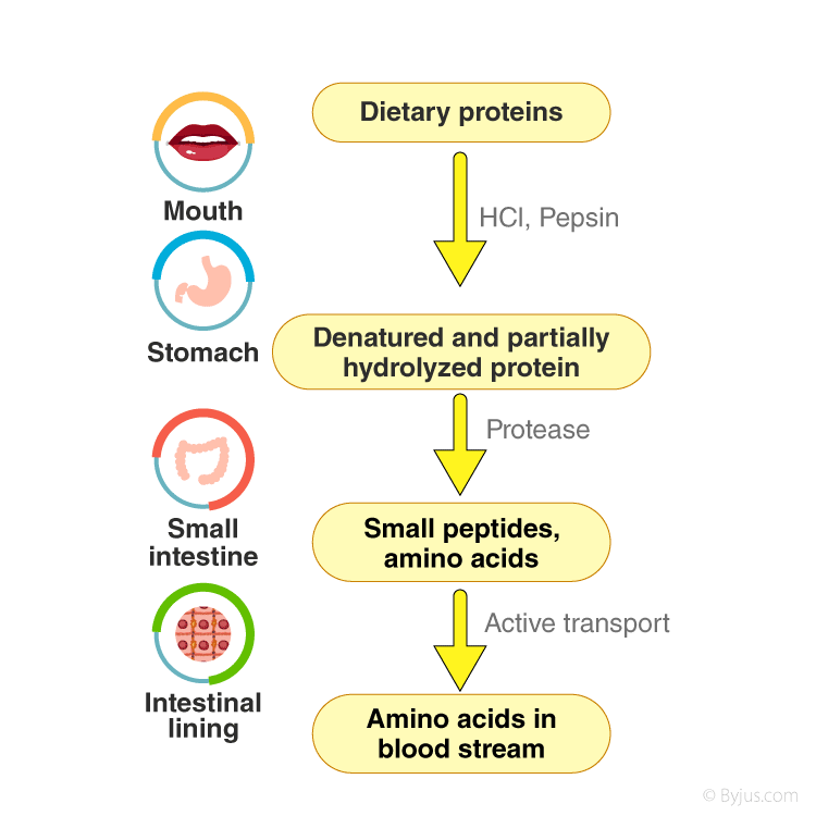 Where Does Protein Digestion Occur